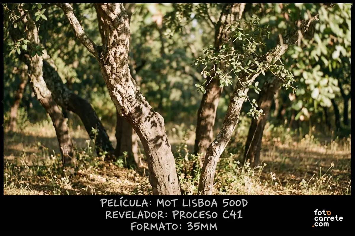 Fotografía de bosque y árboles iluminados por el sol capturada con película Mot Lisboa 500D.