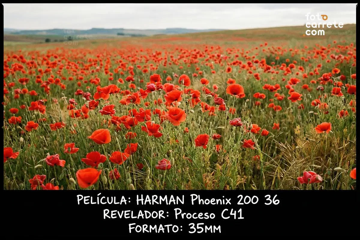 Campo abierto lleno de amapolas rojas capturado con la película Harman Phoenix 200.