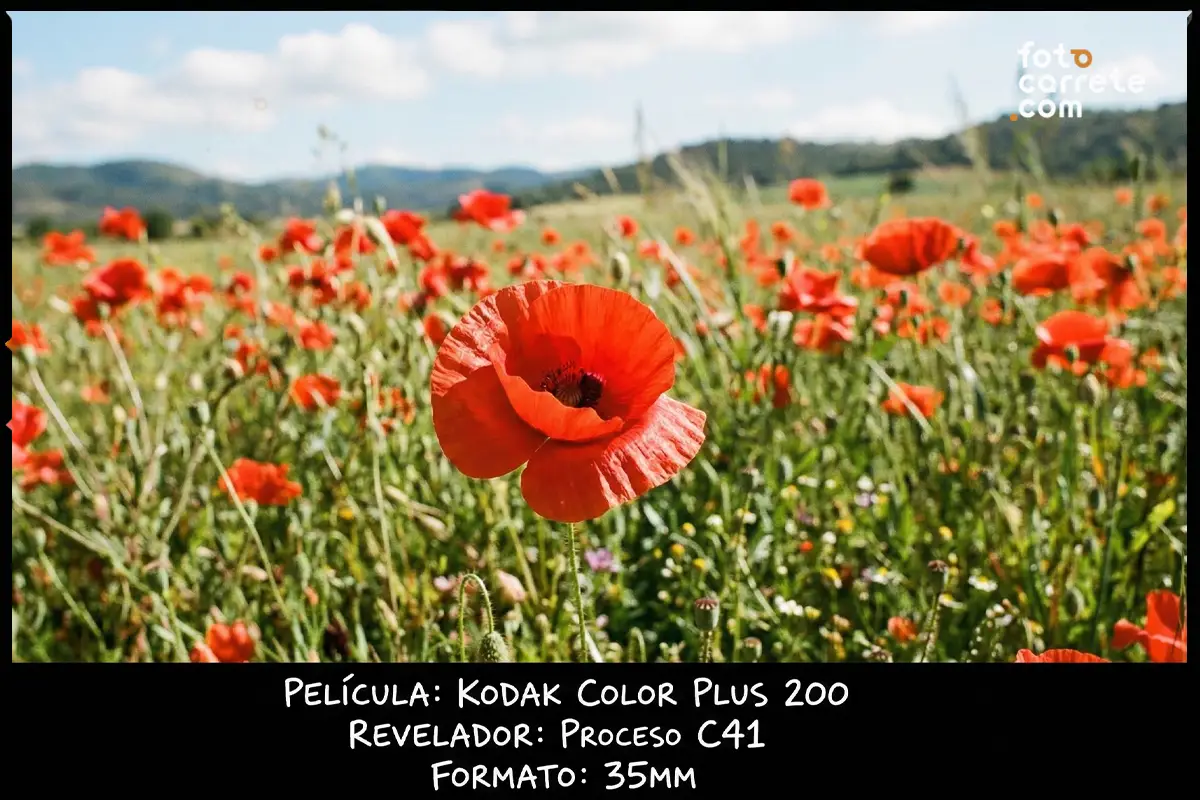Primer plano de una amapola roja en un campo florido tomado con Kodak Color Plus 200.