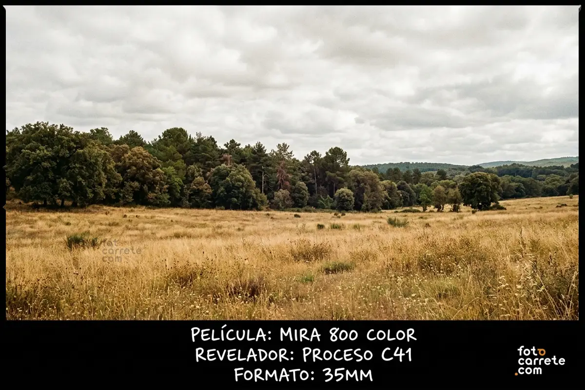 Paisaje abierto de campo y bosque bajo cielo nublado capturado con Mira 800 Color en 35mm.