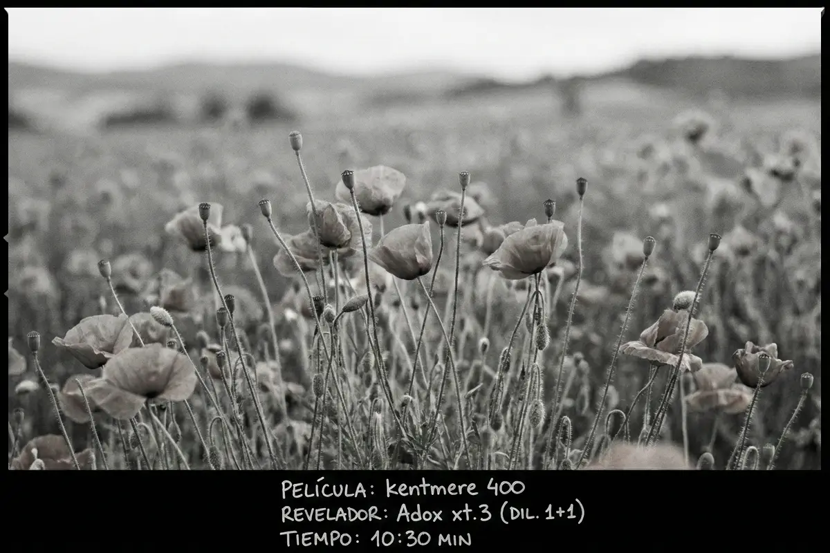 Campo de amapolas fotografiado en blanco y negro utilizando carrete Kentmere 400 y revelador Adox XT-3.