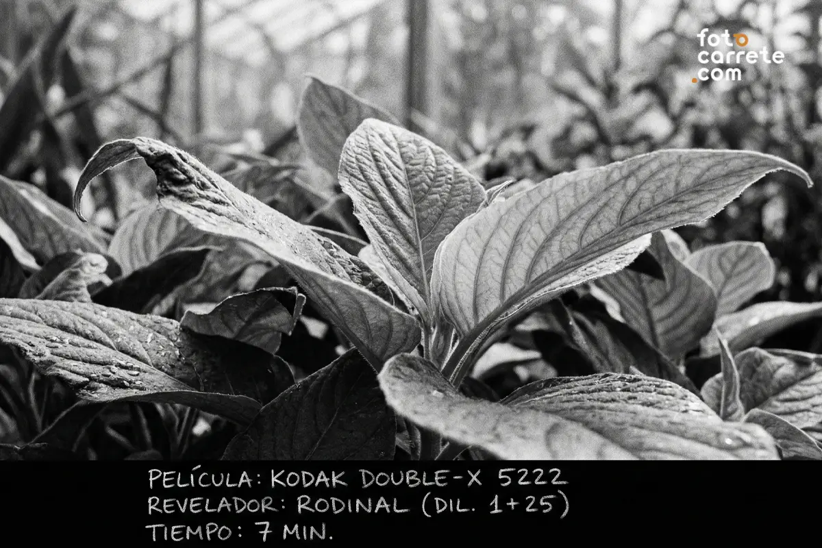 Primer plano de hojas de plantas con gotas de agua, usando película Kodak Double-X 5222 y revelado en Rodinal.