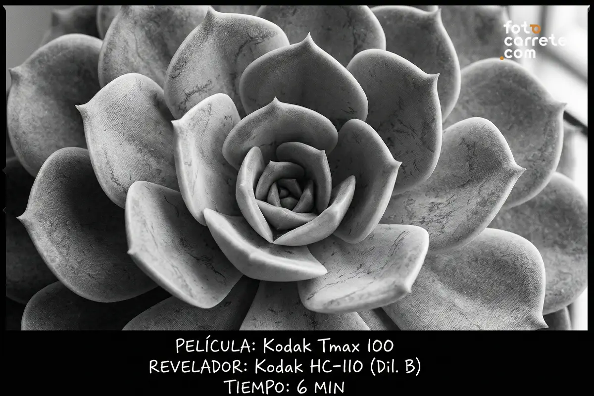 Detalle macro de planta suculenta fotografiada en blanco y negro con carrete Kodak Tmax 100 y revelador HC-110.
