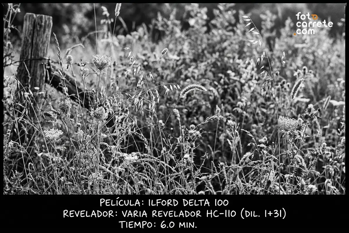 Detalle de flores silvestres en blanco y negro tomado con carrete Ilford Delta 100 y revelador HC-110.