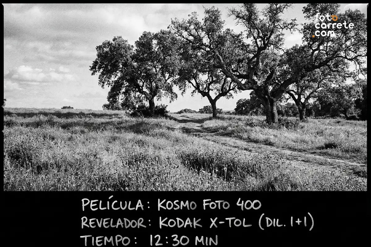 Paisaje de campo con árboles en blanco y negro capturado con Kosmo Foto 400 y Kodak X-Tol.