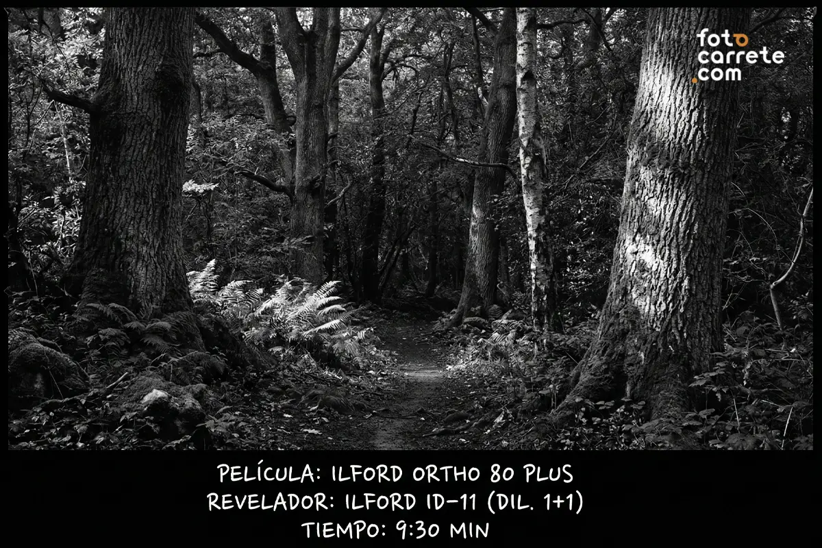 Camino en un bosque oscuro, fotografiado con carrete Ilford Ortho 80 Plus y revelador ID-11