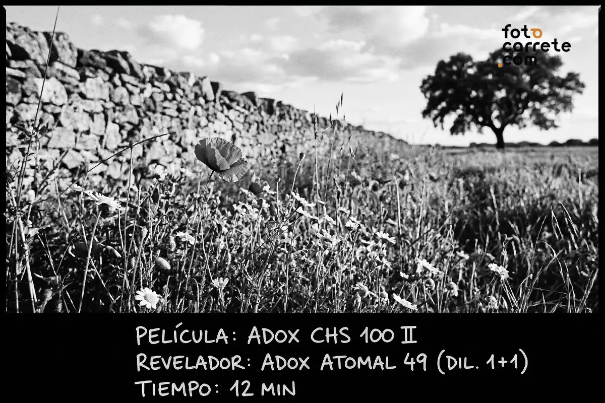 Paisaje de campo primaveral con flores y muro de piedra, película Adox CHS 100 II y revelador Atomal 49.
