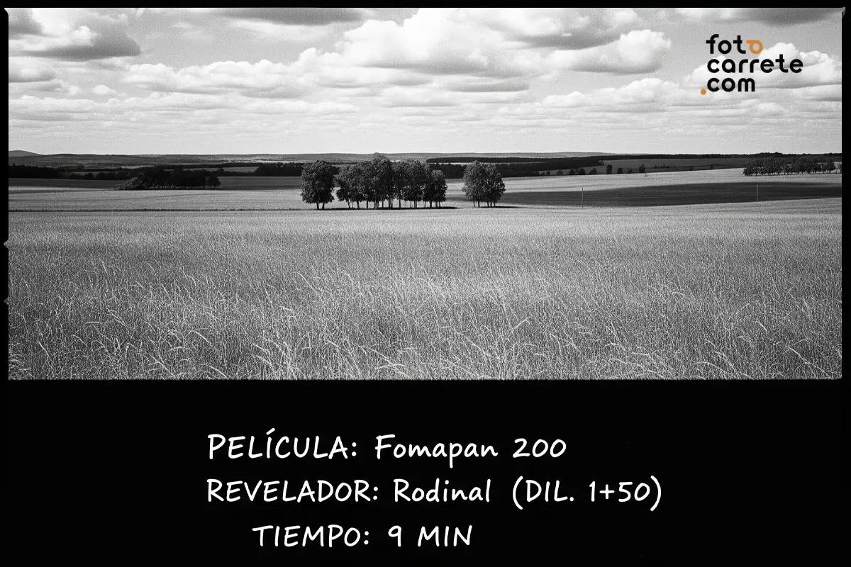 Paisaje en blanco y negro de un vasto campo con un grupo de árboles en el horizonte, usando Fomapan 200 y Rodinal.