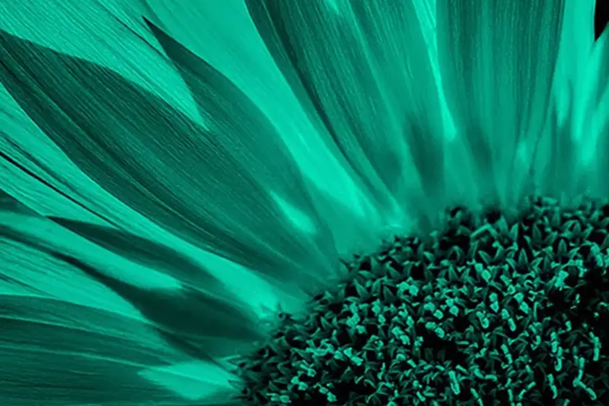 Fotografía macro de una flor con tonos oscuros y fondo brillante impresa en papel Fomapastel cyan.