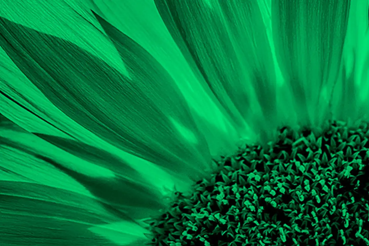 Fotografía macro de una flor con tonos oscuros y fondo verde en papel Fomapastel green.