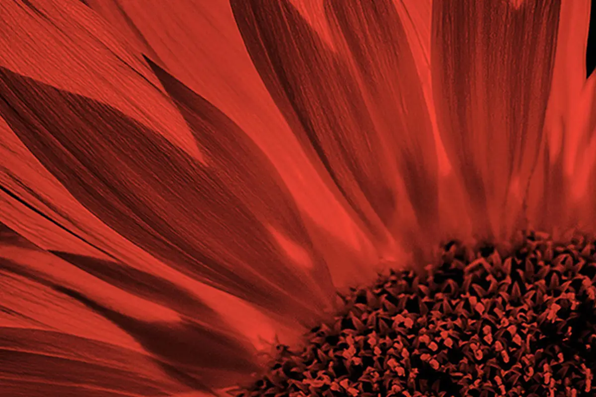 Fotografía detallada de una flor con base de color rojo impresa en papel Fomapastel red.