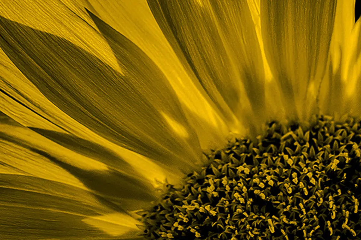 Fotografía macro de un girasol con alto contraste en papel Fomapastel yellow.