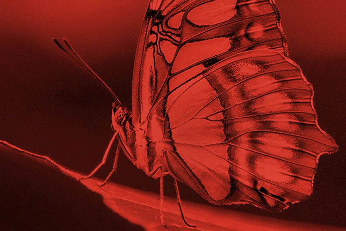 Fotografía macro de una mariposa impresa en papel fotográfico Fomapastel red.