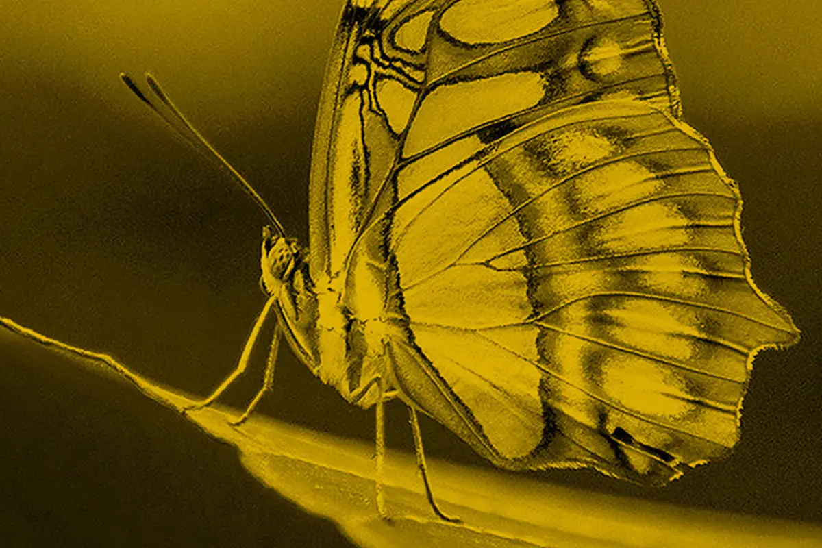 Fotografía detallada de una mariposa impresa en papel fotográfico Fomapastel yellow.