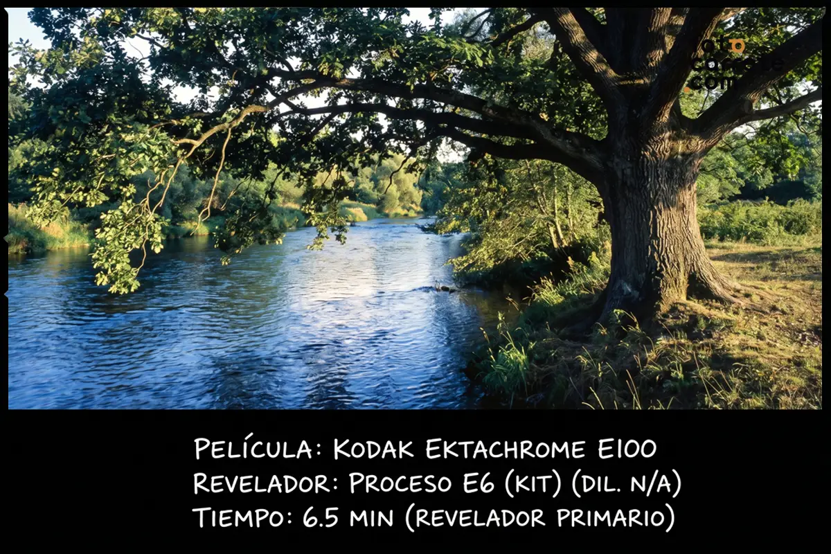 Paisaje de río y gran árbol revelado con Kodak Ektachrome E100