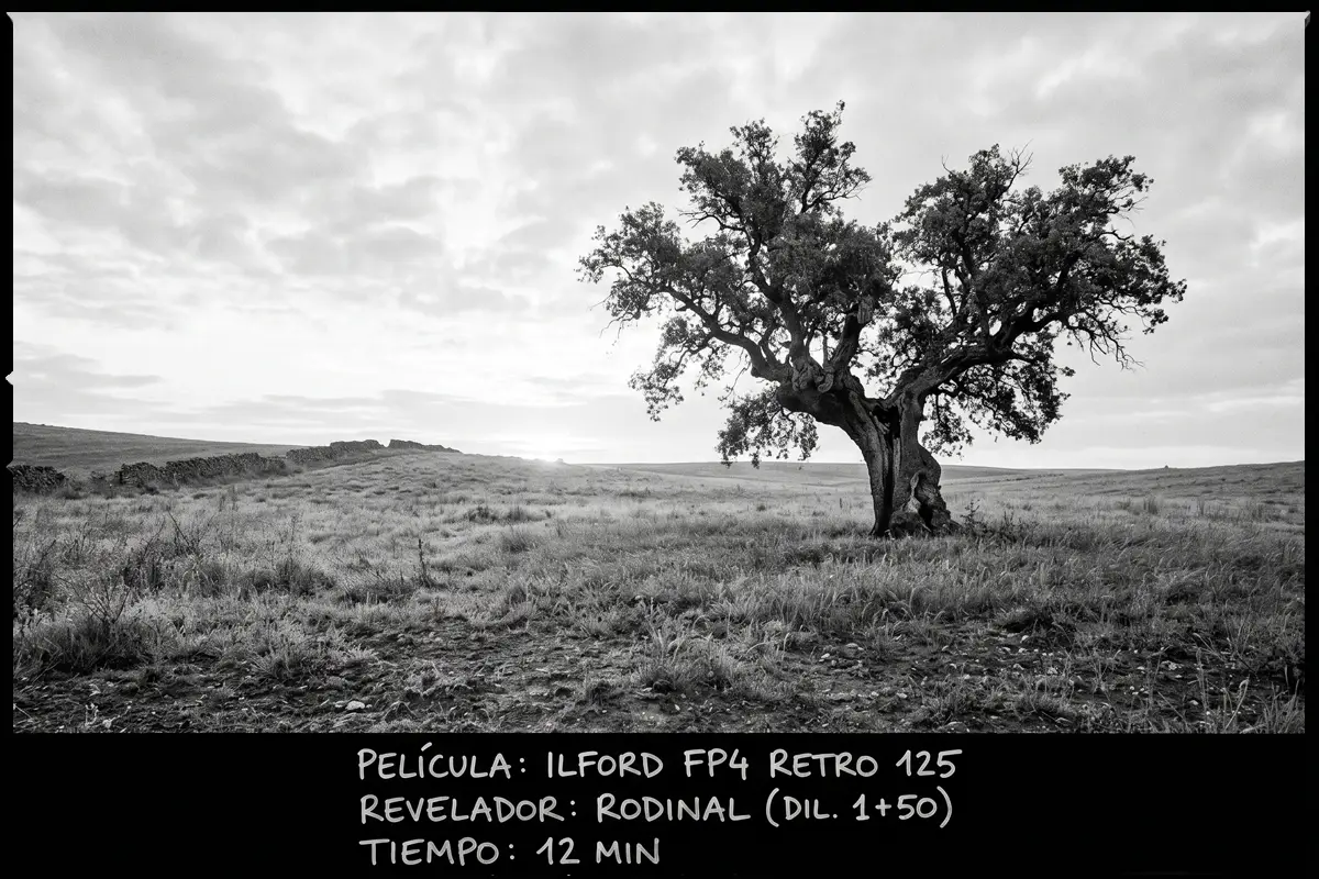 Árbol solitario en un campo al atardecer, blanco y negro con Ilford FP4 Retro 125.