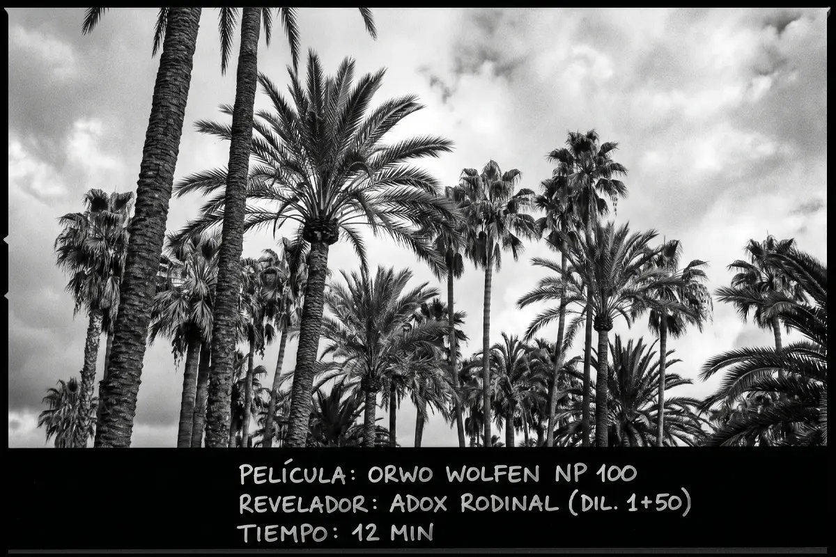 Fotografía de paisaje con palmeras en blanco y negro usando película ORWO Wolfen NP 100.