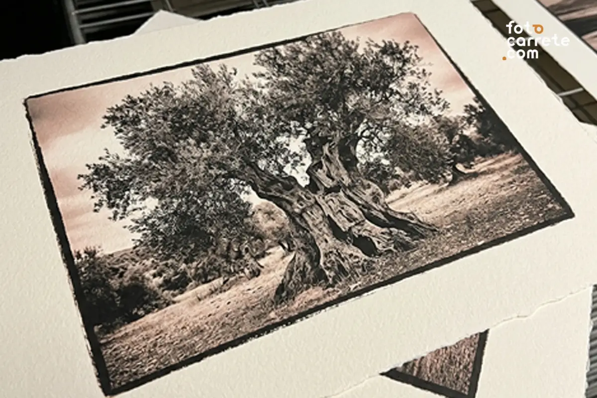Positivado de gran árbol en papel Ilford Multigrade Art 300